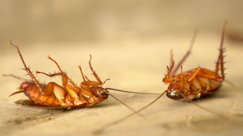 Common Areas Roaches Hide