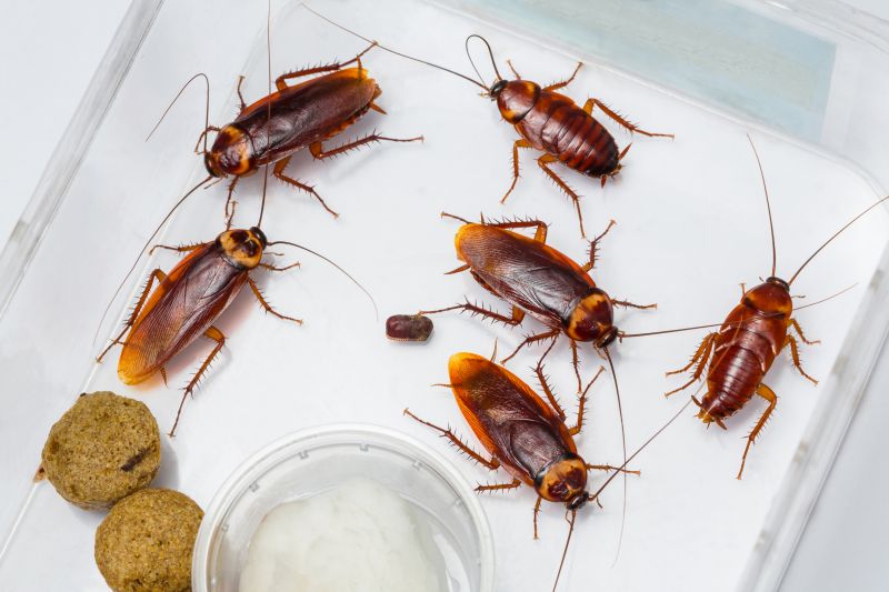 Common Areas Roaches Hide