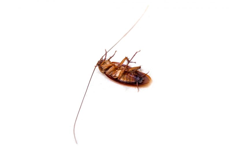 Common Areas Roaches Hide