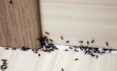 Seasonal Ant Activity And When To Schedule Pest Control Service