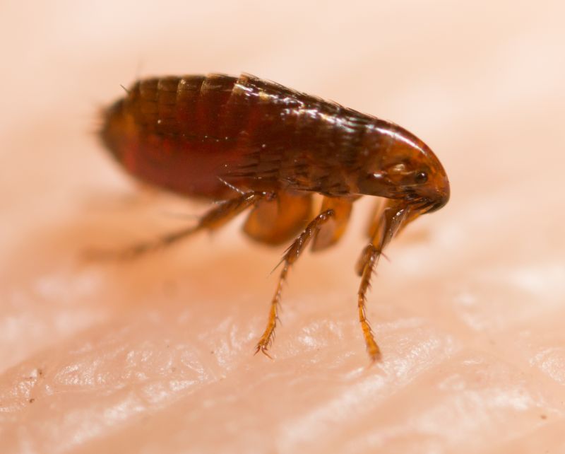 Seasonal Flea And Tick Control Strategies