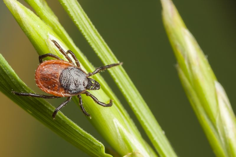Seasonal Flea And Tick Control Strategies
