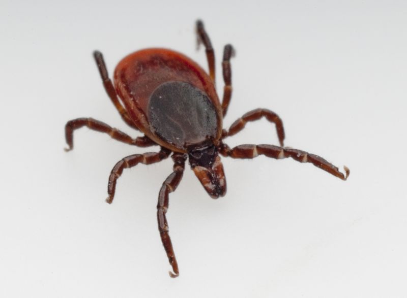 Seasonal Flea And Tick Control Strategies