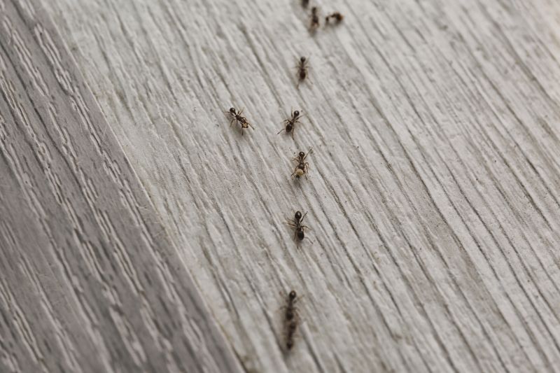 Signs You Have An Ant Problem Before It Gets Out Of Control