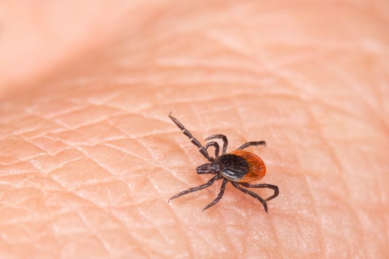Signs Your Commercial Property Needs Flea And Tick Treatment