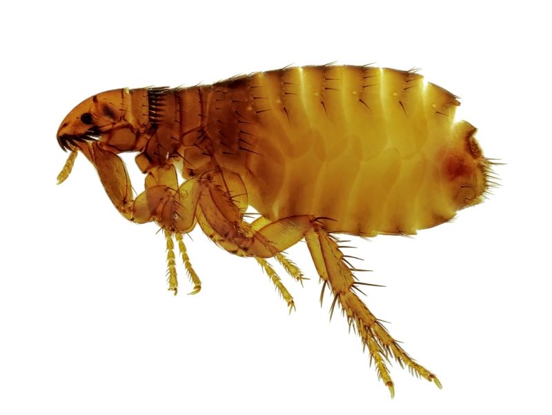 Signs Your Commercial Property Needs Flea And Tick Treatment