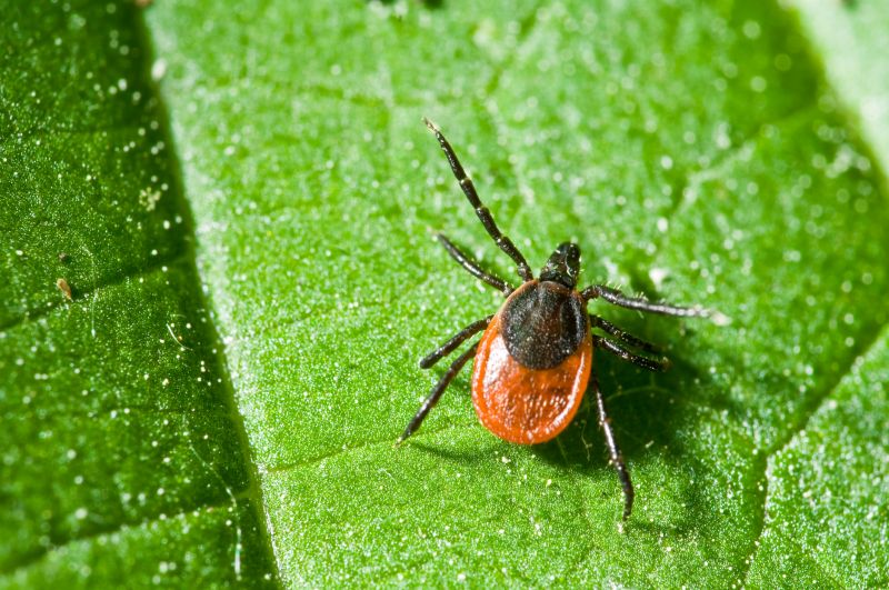 Signs Your Property Needs Flea And Tick Treatment