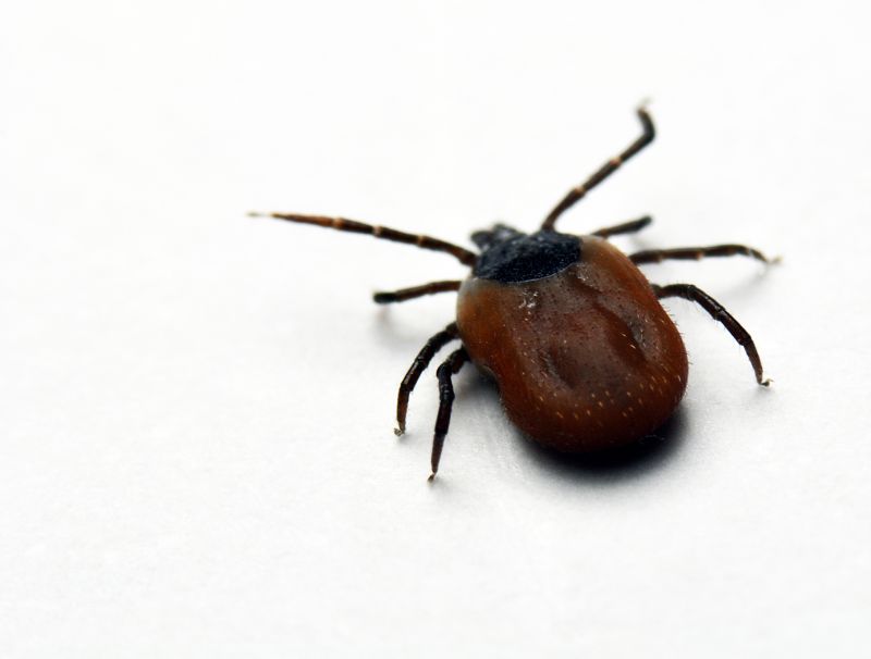 Spring Flea And Tick Prevention Tips For Homes And Businesses