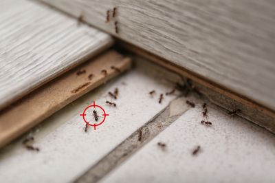 Why Ant Infestations Keep Returning Without Professional Treatment